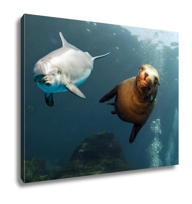 Gallery Wrapped Canvas, Dolphin And Sea Lion Underwater Close Up - ultrawallart.com