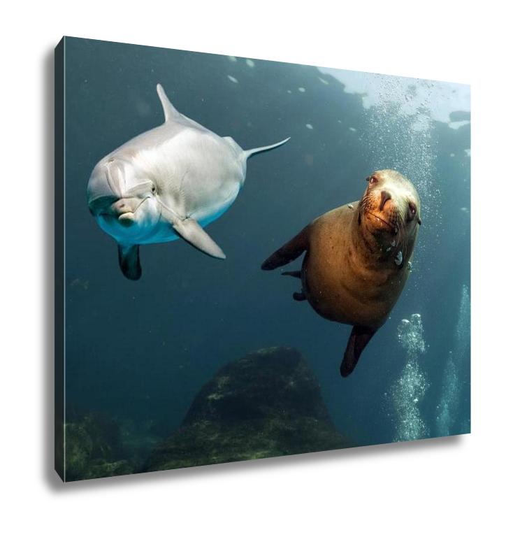 Gallery Wrapped Canvas, Dolphin And Sea Lion Underwater Close Up - ultrawallart.com