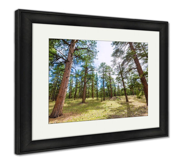 Framed Print, Pine Tree Forest In Grand Canyon Arizona - ultrawallart.com