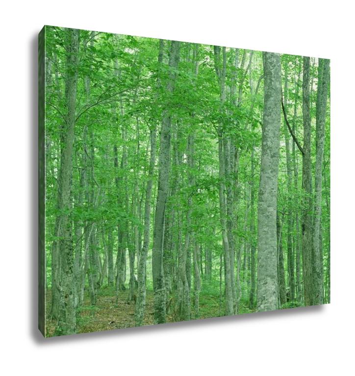 Gallery Wrapped Canvas, Green Forest Nature Landscape - ultrawallart.com