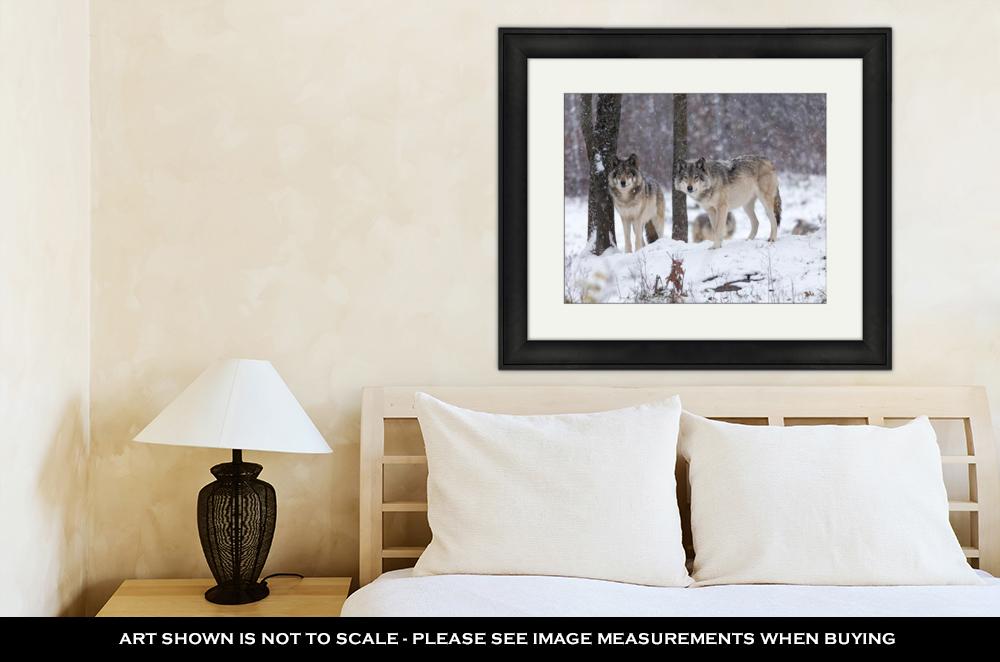 Framed Print, Lone Timber Wolf In A Snow Storm - ultrawallart.com