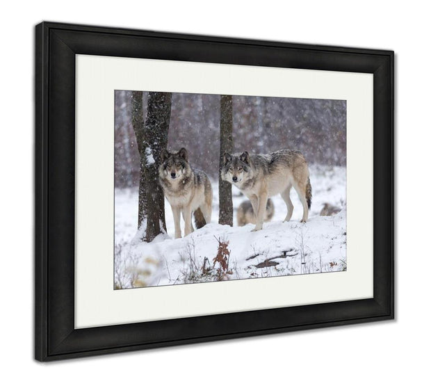 Framed Print, Lone Timber Wolf In A Snow Storm - ultrawallart.com