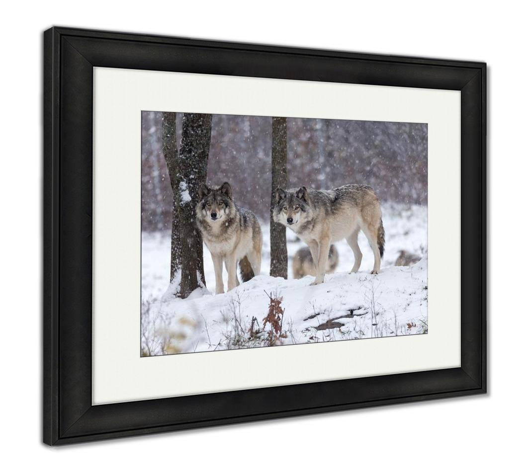 Framed Print, Lone Timber Wolf In A Snow Storm - ultrawallart.com