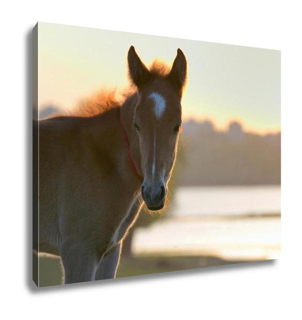 Gallery Wrapped Canvas, New Young Foal On Field At Sunset - ultrawallart.com