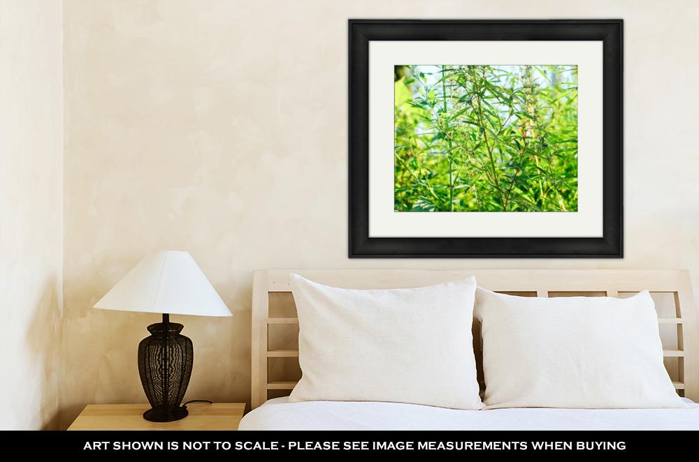 Framed Print, Wild Marijuana - ultrawallart.com