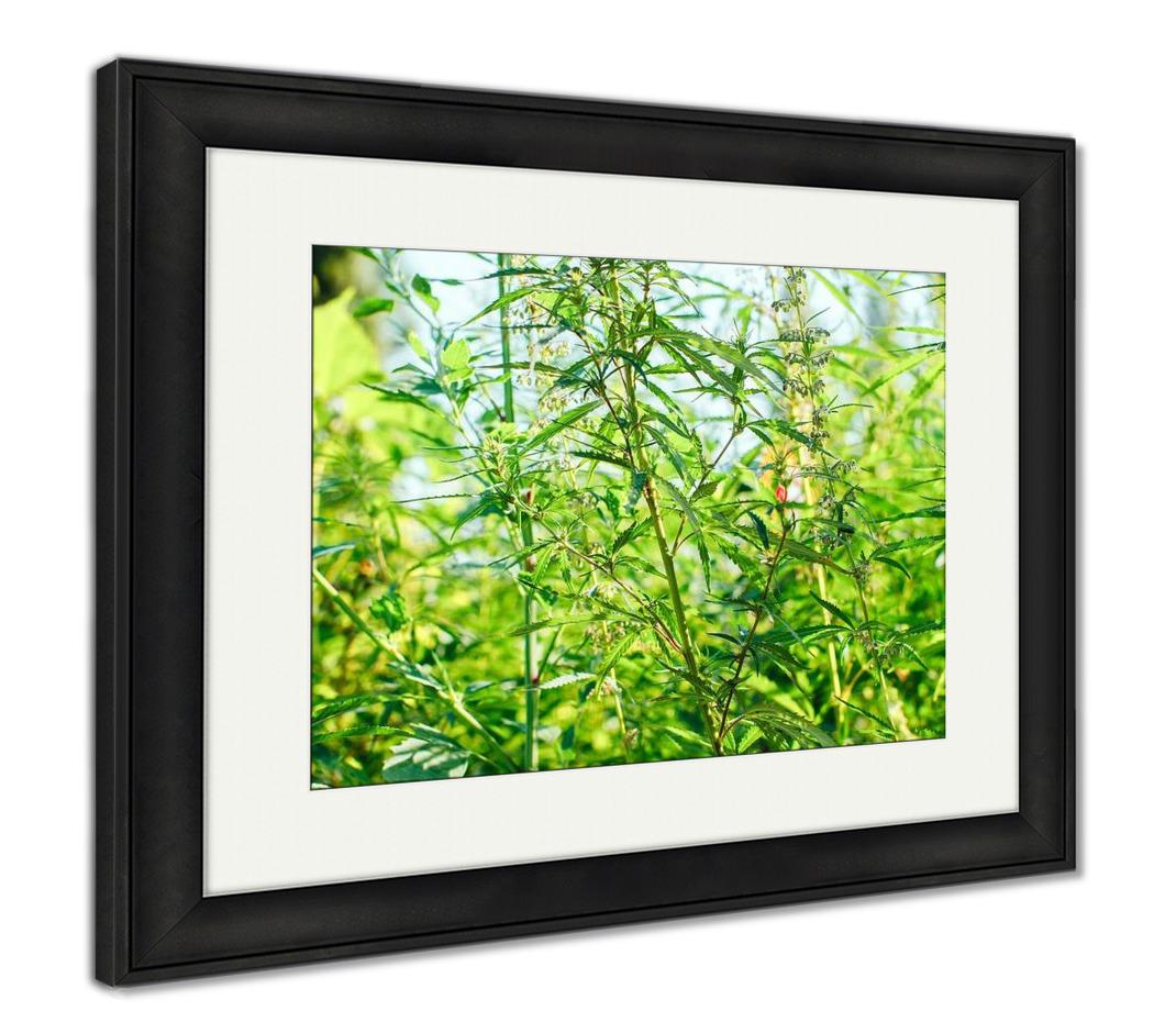 Framed Print, Wild Marijuana - ultrawallart.com