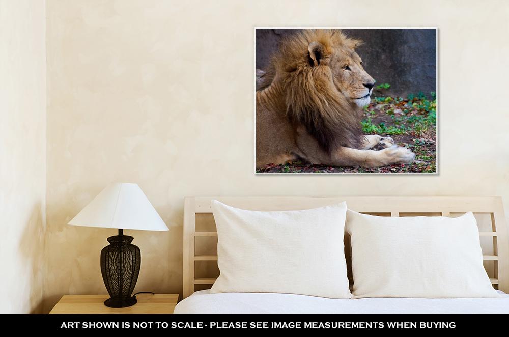 Gallery Wrapped Canvas, African Male Lion - ultrawallart.com
