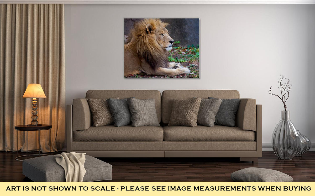 Gallery Wrapped Canvas, African Male Lion - ultrawallart.com