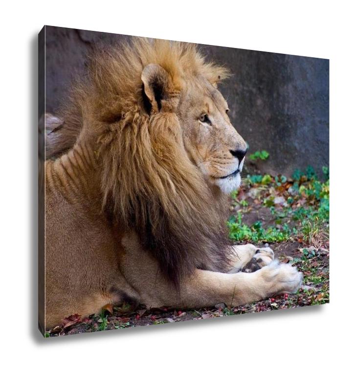 Gallery Wrapped Canvas, African Male Lion - ultrawallart.com